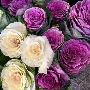 Meet your Posher, Sharron